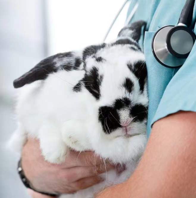 《醫(yī)療器械動物試驗研究注冊審查指導原則》解讀